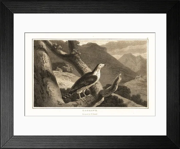 Framed Print : Northern goshawk, Accipiter gentilis, perched in a tree Framed Print : Northern goshawk, Accipiter gentilis, perched in a tree