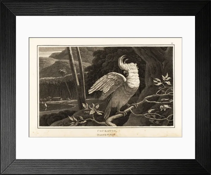 Framed Print : Salmon-crested cockatoo perched on a branch near the coast Framed Print : Salmon-crested cockatoo perched on a branch near the coast