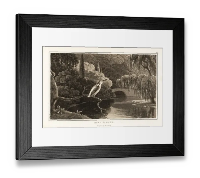 Framed Print : Eurasian kingfisher, Alcedo atthis, on a branch near a river ban Framed Print : Eurasian kingfisher, Alcedo atthis, on a branch near a river ban
