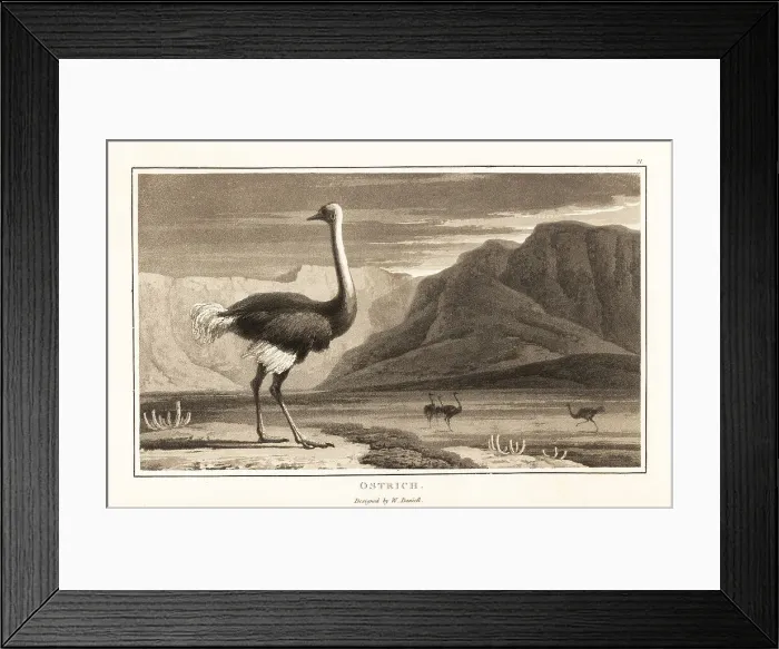 Framed Print : Ostrich, Struthio camelus, standing in a desert landscape, Afric Framed Print : Ostrich, Struthio camelus, standing in a desert landscape, Afric
