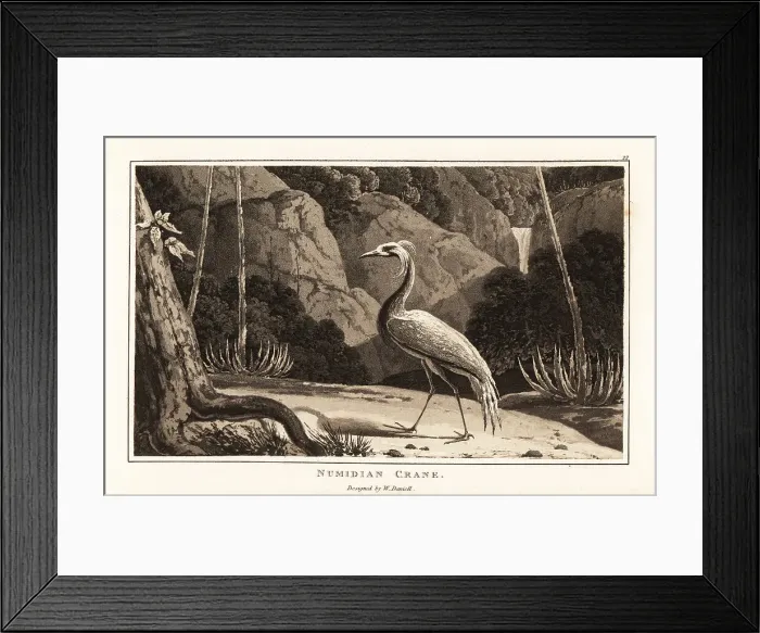 Framed Print : Demoiselle crane, Grus virgo, in a dramatic landscape, Africa Framed Print : Demoiselle crane, Grus virgo, in a dramatic landscape, Africa