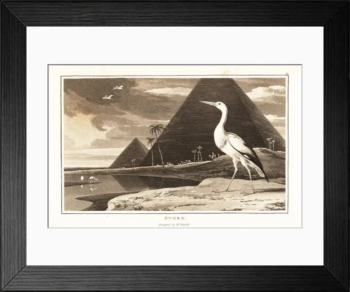 Framed Print : White stork, Ciconia ciconia, in front of the pyramids, Egypt Framed Print : White stork, Ciconia ciconia, in front of the pyramids, Egypt
