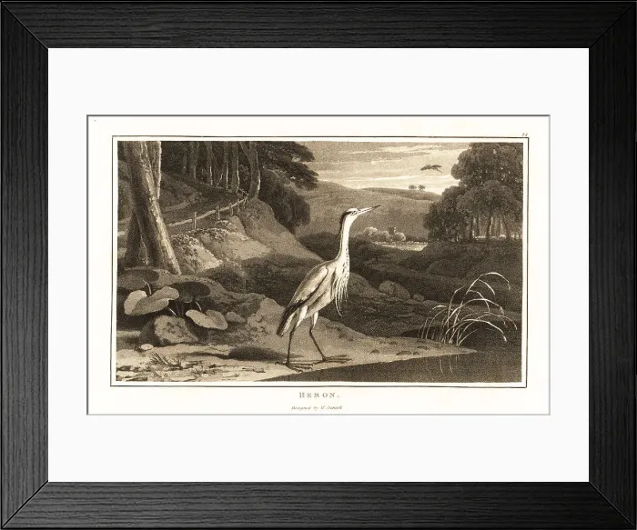 Framed Print : Grey heron near a river in a hilly wood Framed Print : Grey heron near a river in a hilly wood