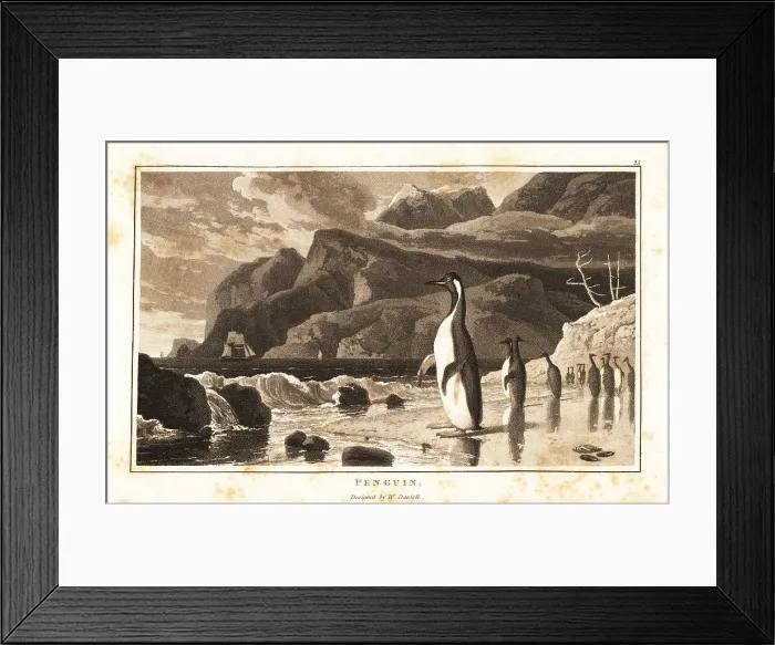Framed Print : King penguins on a beach, Southern Hemisphere Framed Print : King penguins on a beach, Southern Hemisphere