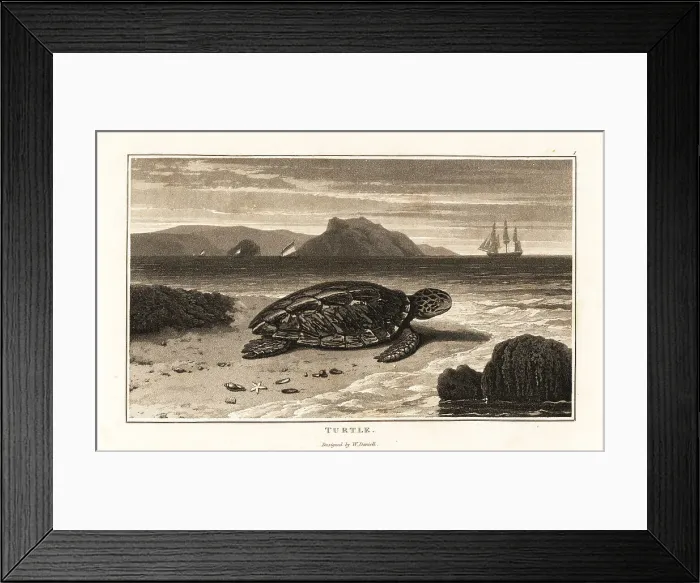 Framed Print : Green sea turtle, Chelonia mydas, endangered Framed Print : Green sea turtle, Chelonia mydas, endangered