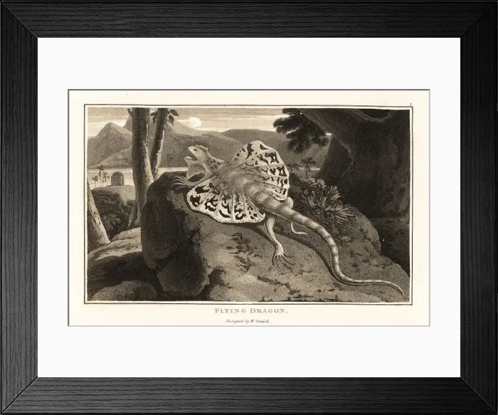 Framed Print : Flying dragon, Draco volans, basking on a rock Framed Print : Flying dragon, Draco volans, basking on a rock