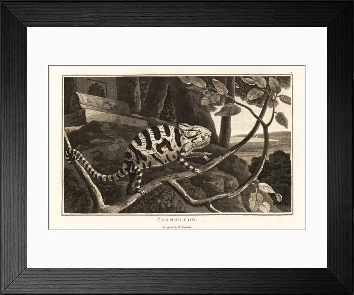Framed Print : Common chameleon or Mediterranean chameleon Framed Print : Common chameleon or Mediterranean chameleon
