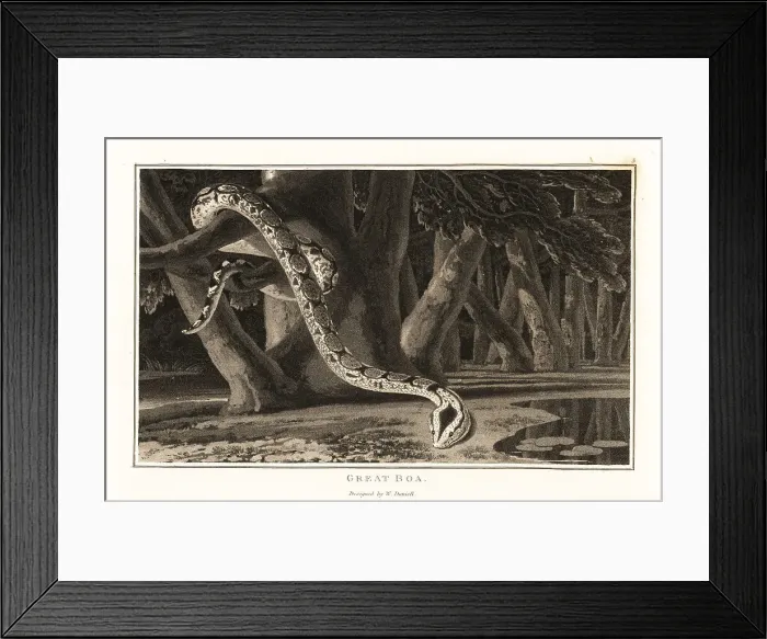 Framed Print : Great boa snake, Boa constrictor, in the jungle Framed Print : Great boa snake, Boa constrictor, in the jungle