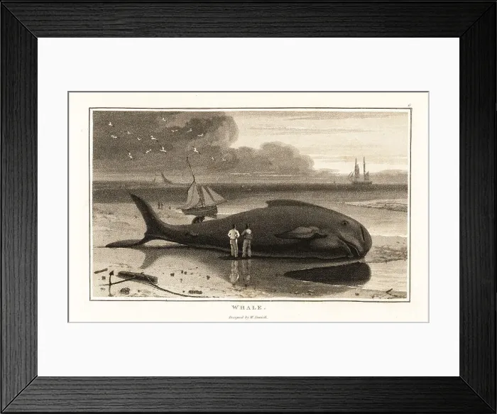 Framed Print : Bowhead whale, Balaena mysticetus, beached on the shore Framed Print : Bowhead whale, Balaena mysticetus, beached on the shore
