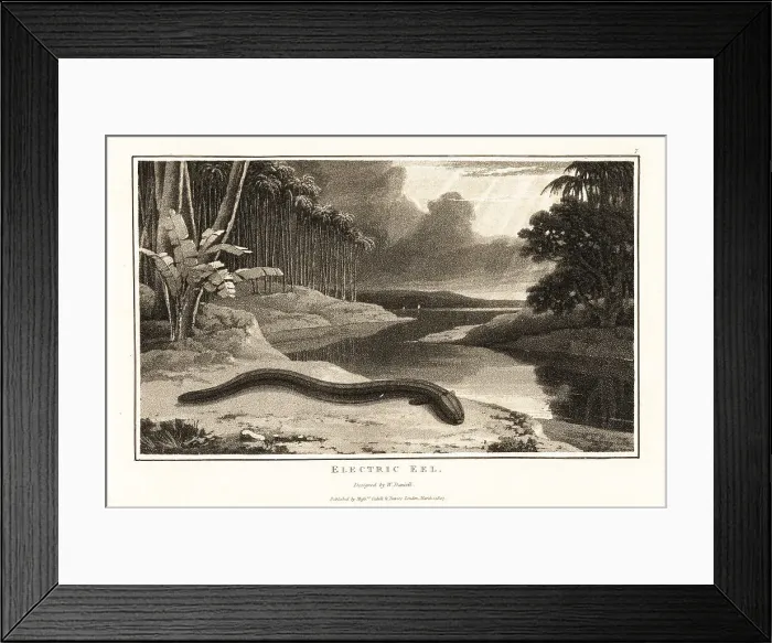 Framed Print : Electric eel on the shore near a river in the jungle Framed Print : Electric eel on the shore near a river in the jungle