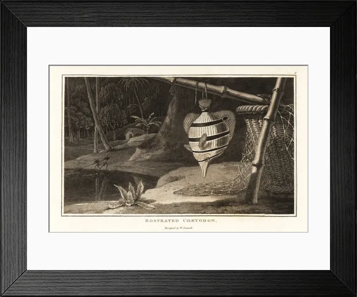 Framed Print : Copperband butterflyfish hanging from a bamboo pole Framed Print : Copperband butterflyfish hanging from a bamboo pole