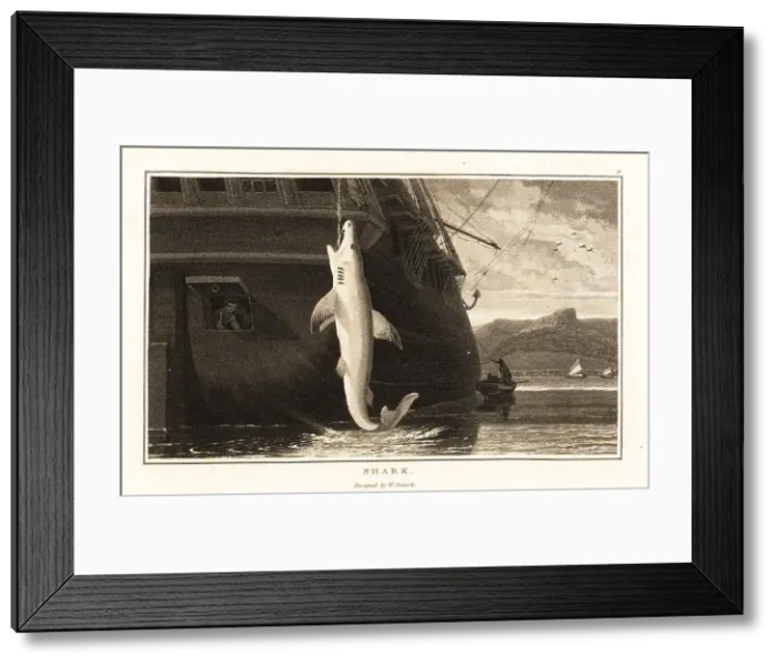 Framed Print : Great white shark, Carcharodon carcharias, hanging from a line Framed Print : Great white shark, Carcharodon carcharias, hanging from a line