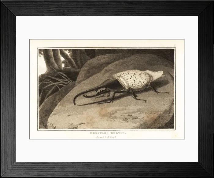 Framed Print : Hercules beetle, Dynastes hercules, perched on a rock Framed Print : Hercules beetle, Dynastes hercules, perched on a rock