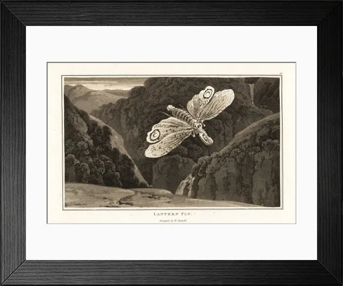 Framed Print : Lantern fly, Fulgora laternaria Framed Print : Lantern fly, Fulgora laternaria