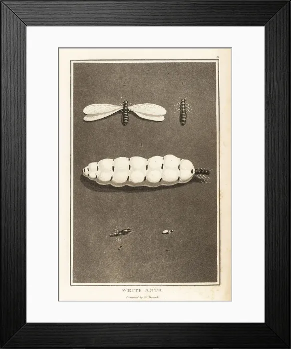 Framed Print : Termites, Macrotermes bellicosus Framed Print : Termites, Macrotermes bellicosus