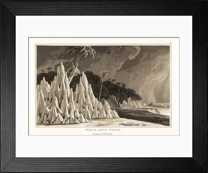 Framed Print : Termite nests on the coast of Africa Framed Print : Termite nests on the coast of Africa