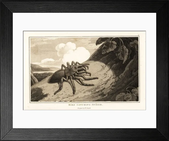 Framed Print : Pinktoe tarantula, Avicularia avicularia, on a tree trunk Framed Print : Pinktoe tarantula, Avicularia avicularia, on a tree trunk