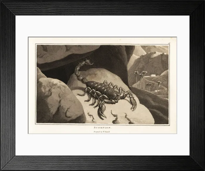Framed Print : Emperor scorpion in a mountainous African landscape Framed Print : Emperor scorpion in a mountainous African landscape