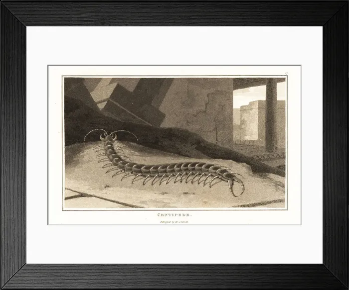 Framed Print : Tanzanian blue ringleg, Scolopendra morsitans Framed Print : Tanzanian blue ringleg, Scolopendra morsitans