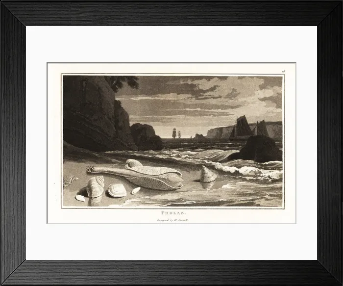 Framed Print : Common piddock shells, Pholas dactylus, on a beach Framed Print : Common piddock shells, Pholas dactylus, on a beach