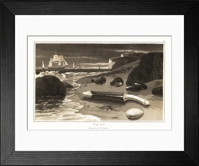 Framed Print : Pod razor shell, Ensis siliqua, on a beach Framed Print : Pod razor shell, Ensis siliqua, on a beach