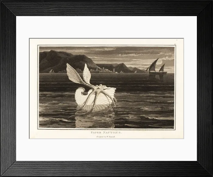 Framed Print : Greater argonaut sailing on the surface of the ocean
