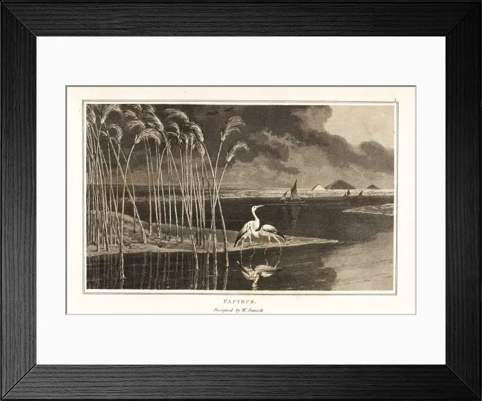 Framed Print : Papyrus grass growing on the edge of the Nile river Framed Print : Papyrus grass growing on the edge of the Nile river