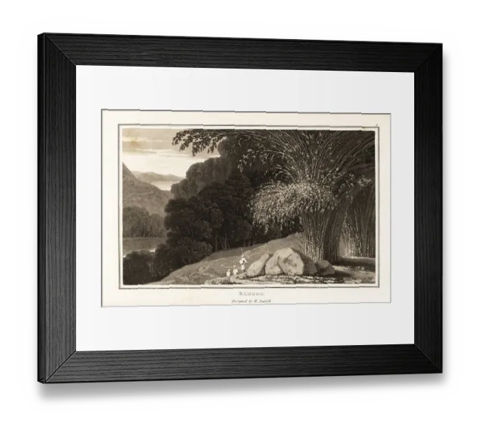 Framed Print : Giant thorny bamboo, Bambusa bambos, in India Framed Print : Giant thorny bamboo, Bambusa bambos, in India