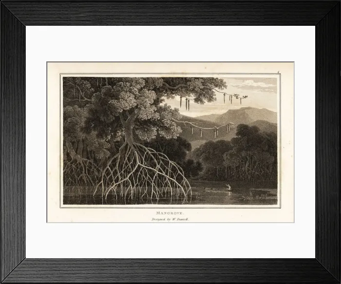 Framed Print : Oriental mangrove, Bruguiera gymnorhiza, in an Asian swamp
