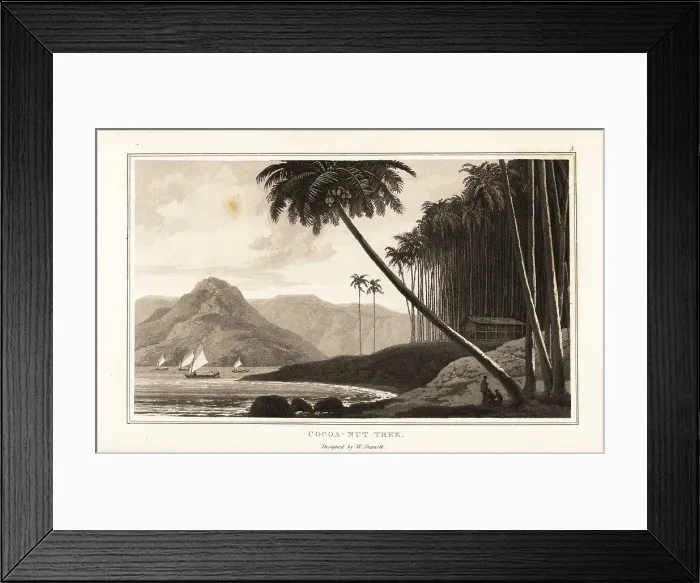 Framed Print : Coconut palm trees, Cocos nucifera, on a tropical coas Framed Print : Coconut palm trees, Cocos nucifera, on a tropical coas