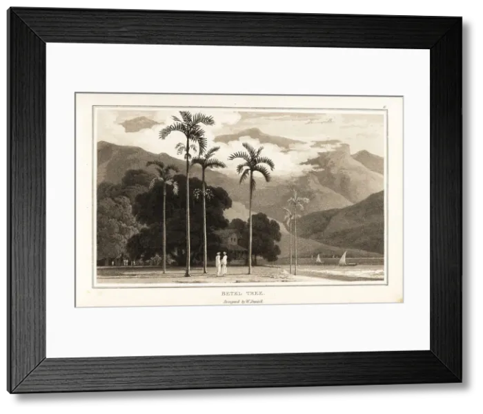 Framed Print : Betel nut palm trees growing on a Pacific ocean coast Framed Print : Betel nut palm trees growing on a Pacific ocean coast
