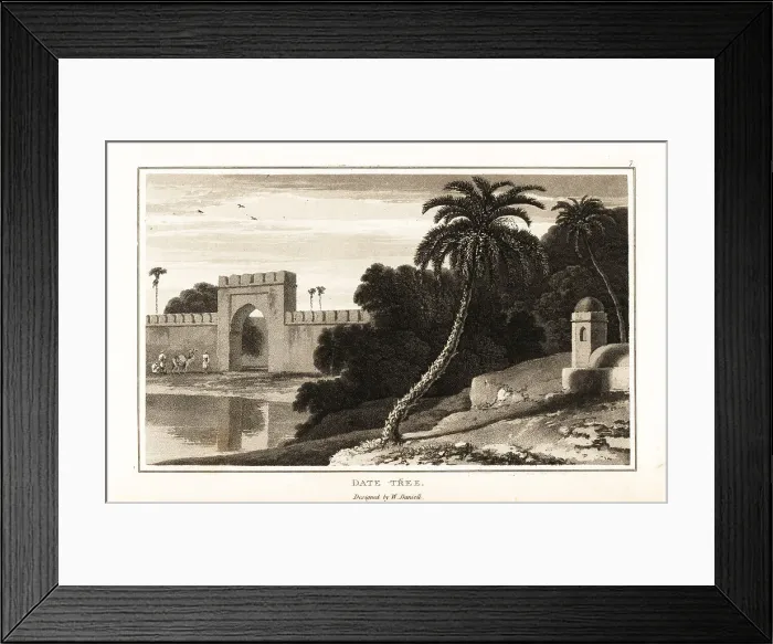 Framed Print : The date palm, Phoenix dactylifera, in Arabia Framed Print : The date palm, Phoenix dactylifera, in Arabia