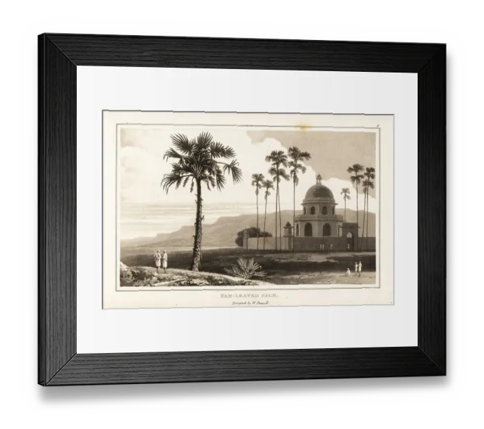 Framed Print : Doub palm trees, Borassus flabellifer, in India Framed Print : Doub palm trees, Borassus flabellifer, in India