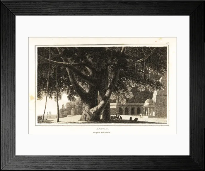 Framed Print : Banyan tree, Ficus religiosa, with aerial roots Framed Print : Banyan tree, Ficus religiosa, with aerial roots