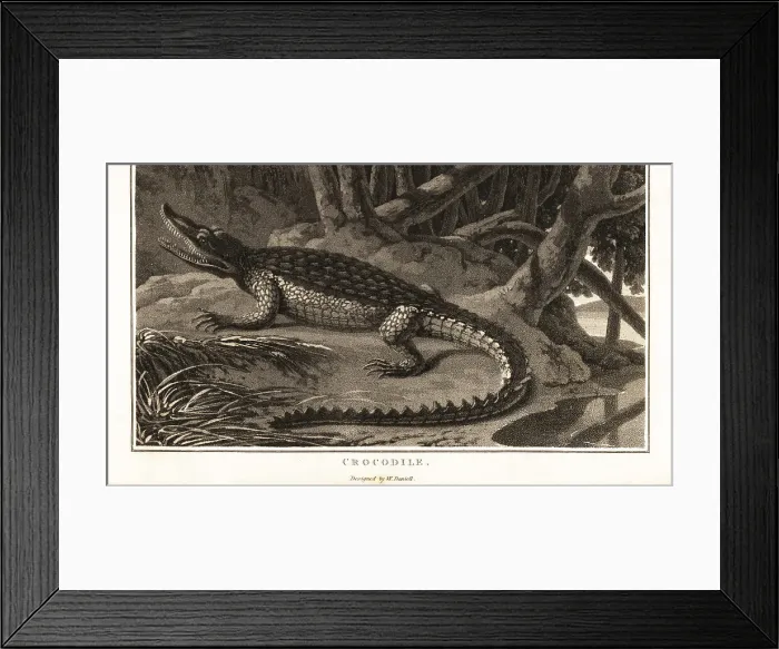 Framed Print : Spectacled caiman, Caiman crocodilus Framed Print : Spectacled caiman, Caiman crocodilus