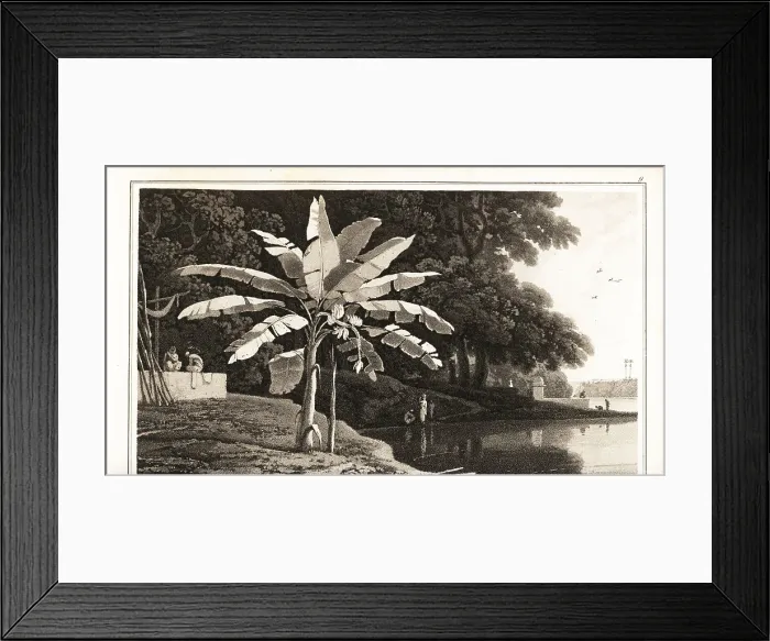 Framed Print : Banana tree, Musa -- paradisiaca, on a tropical coast Framed Print : Banana tree, Musa -- paradisiaca, on a tropical coast