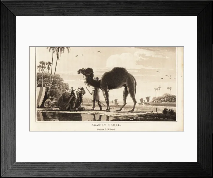 Framed Print : Arabian dromedary camels with bedouins at a camp Framed Print : Arabian dromedary camels with bedouins at a camp