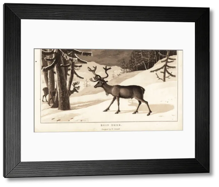 Framed Print : Reindeer, Rangifer tarandus, in a snow-covered landscape Framed Print : Reindeer, Rangifer tarandus, in a snow-covered landscape