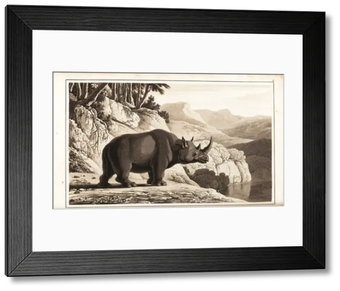Framed Print : Black rhinoceros, Diceros bicornis, critically endangered Framed Print : Black rhinoceros, Diceros bicornis, critically endangered