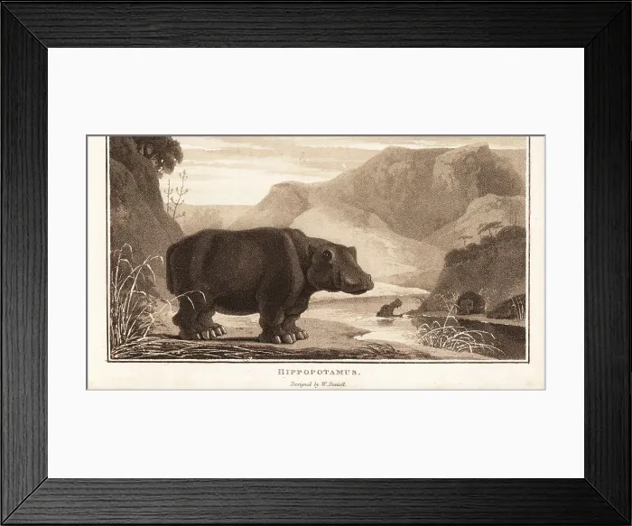 Framed Print : Hippopotamus, Hippopotamus amphibius, near a river in Africa Framed Print : Hippopotamus, Hippopotamus amphibius, near a river in Africa