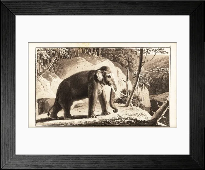Framed Print : Asian elephant, Elephas maximus, endangered Framed Print : Asian elephant, Elephas maximus, endangered