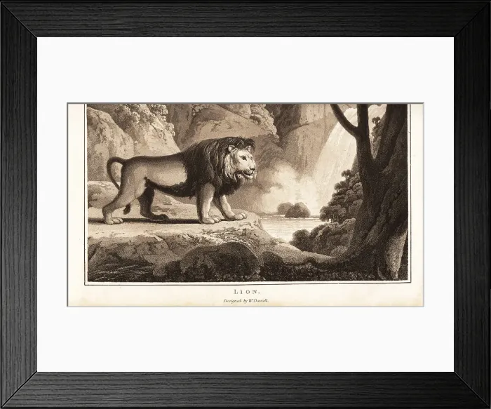 Framed Print : Male lion with dark mane, possibly an extinct Cape lion Framed Print : Male lion with dark mane, possibly an extinct Cape lion