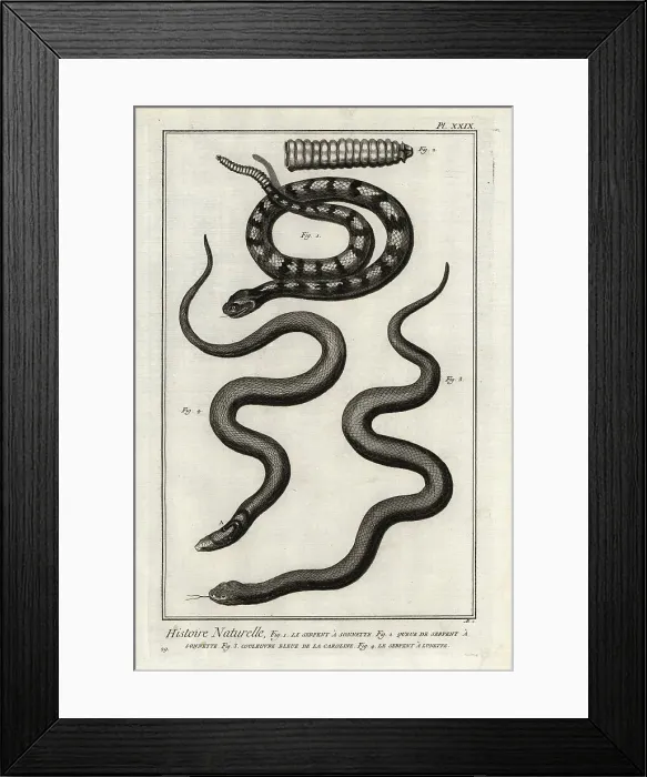 Framed Print : Rattlesnake, eastern mudsnake and Indian cobra Framed Print : Rattlesnake, eastern mudsnake and Indian cobra