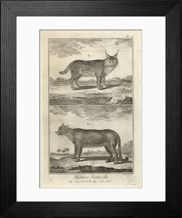 Framed Print : Puma and Eurasian lynx Framed Print : Puma and Eurasian lynx