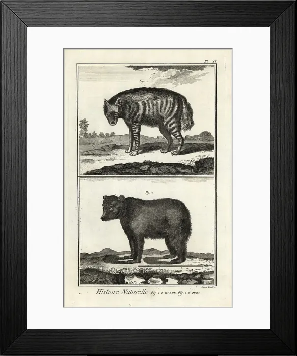 Framed Print : Striped hyena and brown bear Framed Print : Striped hyena and brown bear