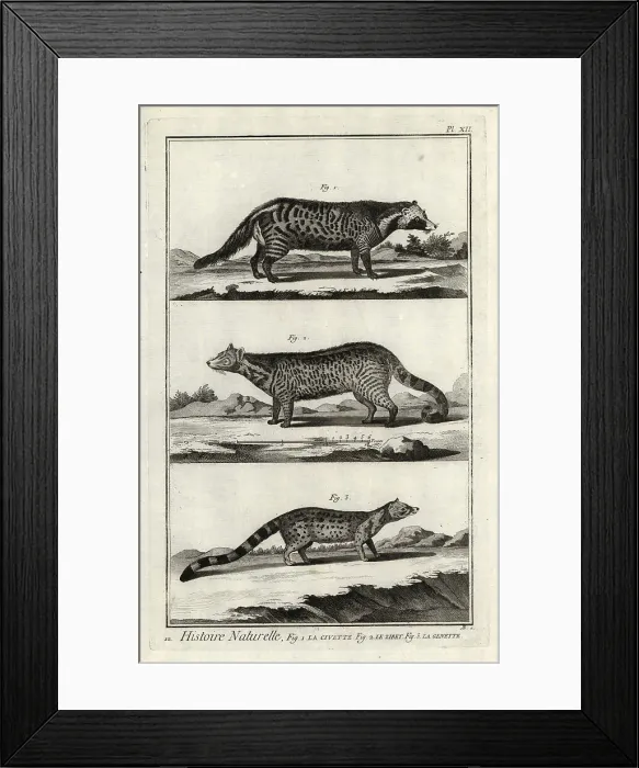 Framed Print : African civet, large Indian civet and genet Framed Print : African civet, large Indian civet and genet