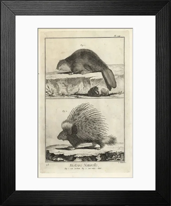 Framed Print : Eurasian beaver and Indian crested porcupine Framed Print : Eurasian beaver and Indian crested porcupine