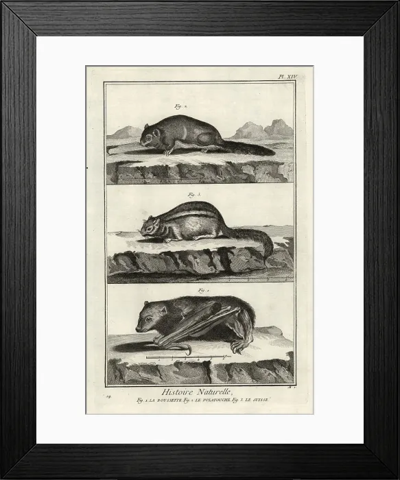 Framed Print : Madagascan rousette, Siberian flying squirrel and eastern chipmu Framed Print : Madagascan rousette, Siberian flying squirrel and eastern chipmu