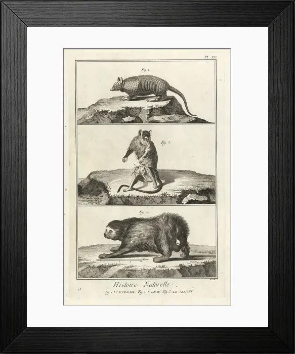 Framed Print : Armadillo, sloth and opossum Framed Print : Armadillo, sloth and opossum