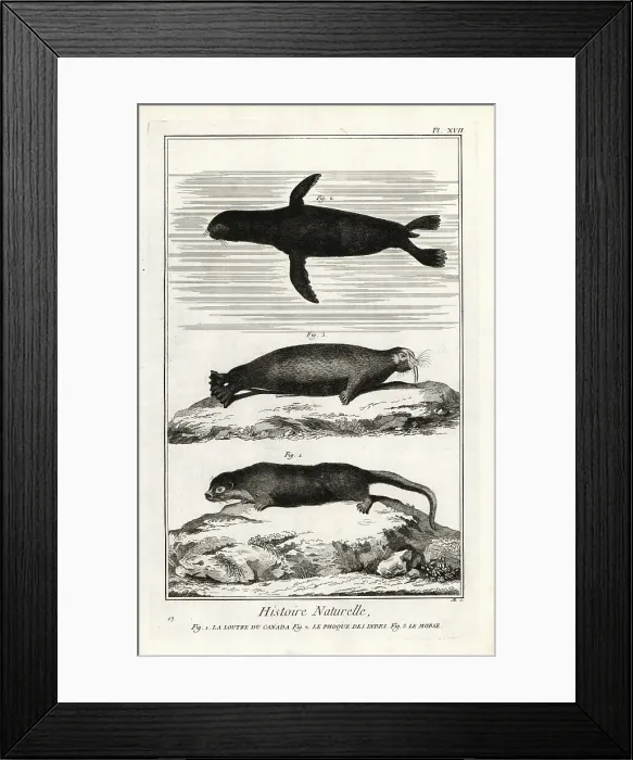 Framed Print : Otter, seal and walrus Framed Print : Otter, seal and walrus